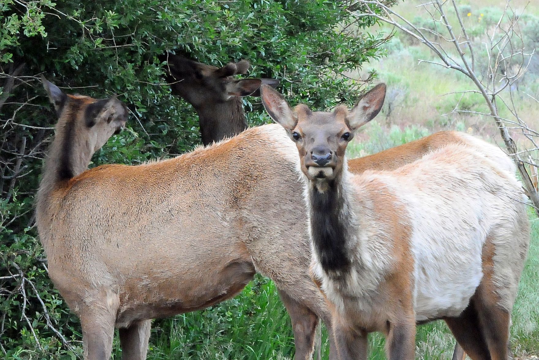 Elk